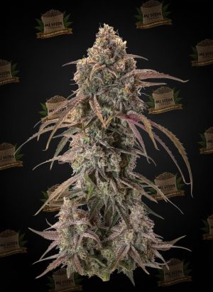 Red Velvet Feminized Marijuana Seeds