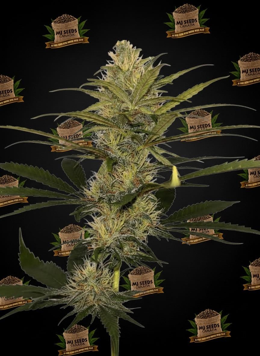 SFV OG Feminized Marijuana Seeds