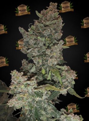 Sherb Cake Feminized Marijuana Seeds