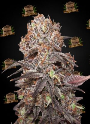 Sherb Cream Pie Feminized Marijuana Seeds