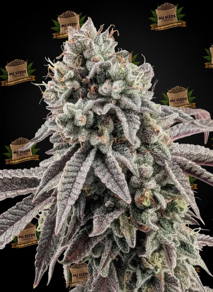 Sherbanger Feminized Marijuana Seeds