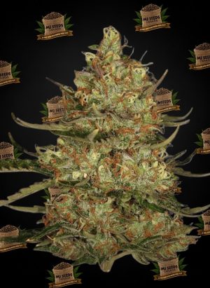Slurricane Feminized Marijuana Seeds