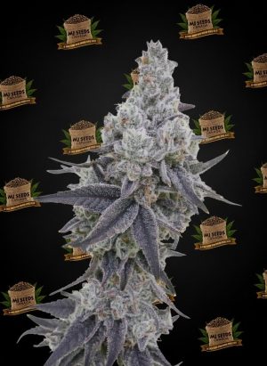 Snowball Feminized Marijuana Seeds