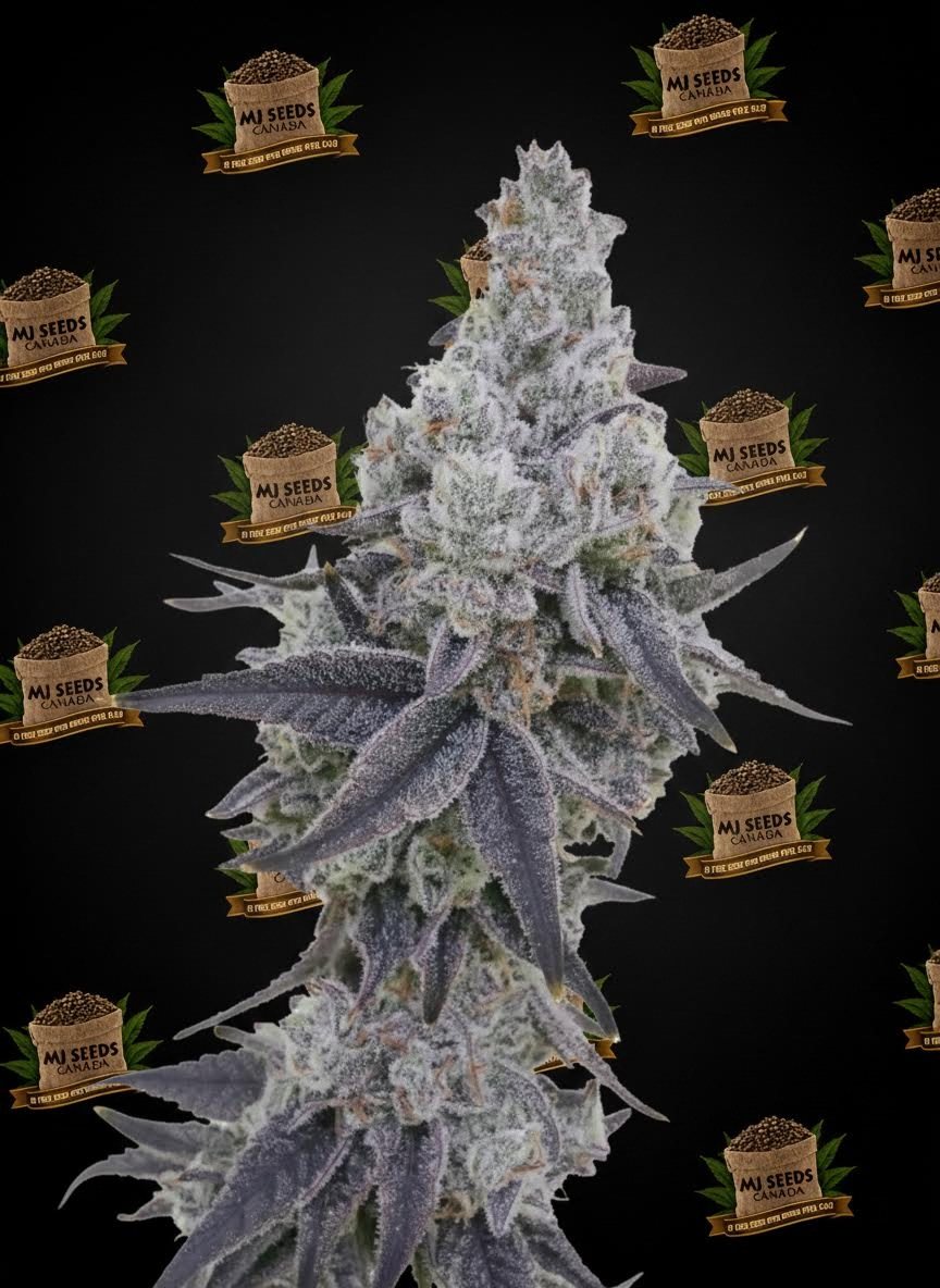 Snowball Feminized Marijuana Seeds