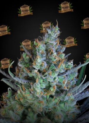 Sour Apple Feminized Marijuana Seeds