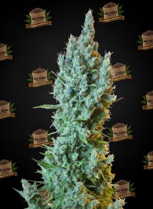 Spritzer Feminized Marijuana Seeds