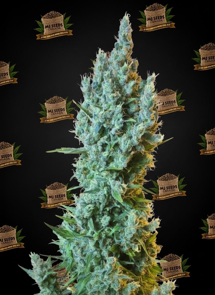 Spritzer Feminized Marijuana Seeds