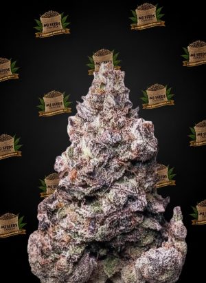 Super Boof Feminized Marijuana Seeds
