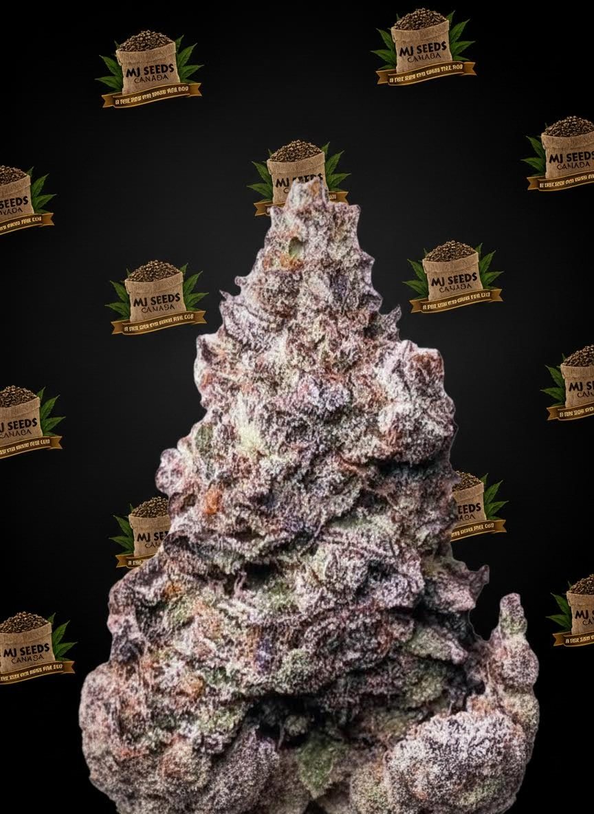Super Boof Feminized Marijuana Seeds