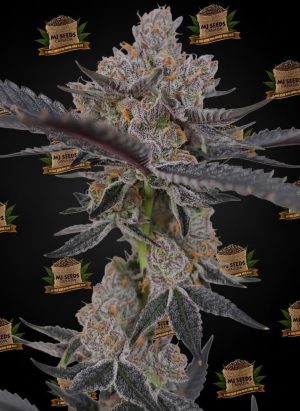 Super Runtz Feminized Marijuana Seeds