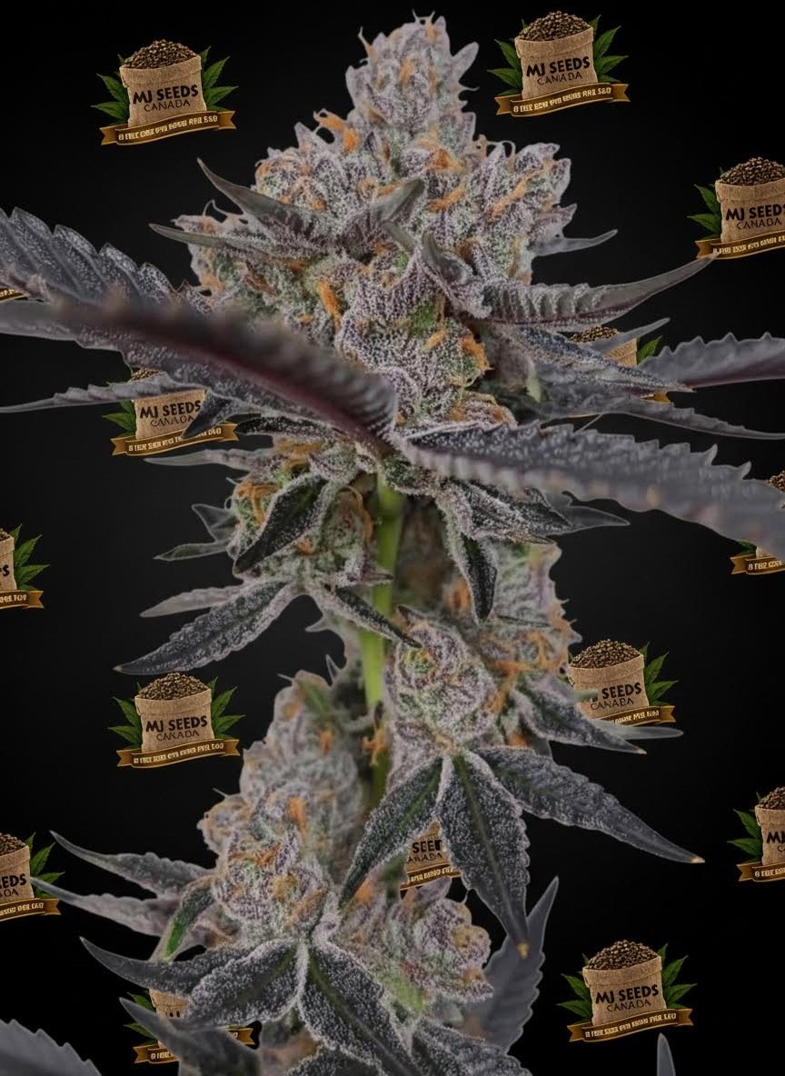 Super Runtz Feminized Marijuana Seeds