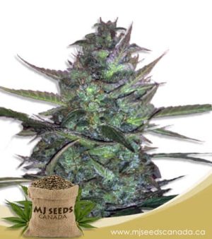 super sour diesel autoflowering Marijuana seeds