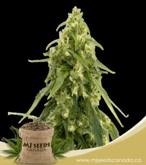tangerine autoflowering marijuana seeds