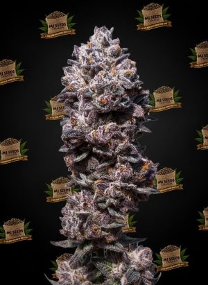 Tropical Runtz Feminized Marijuana Seeds