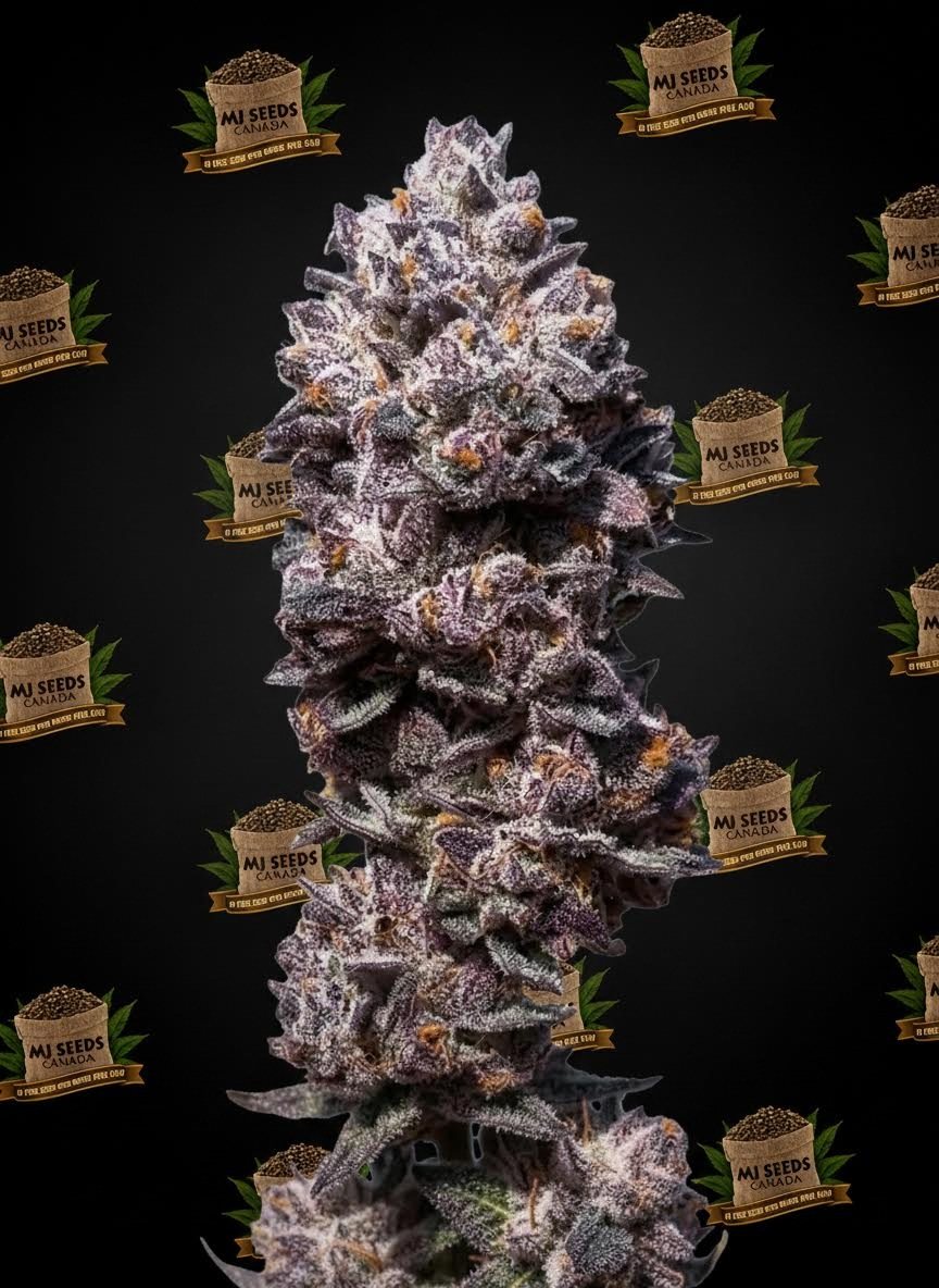 Tropical Runtz Feminized Marijuana Seeds