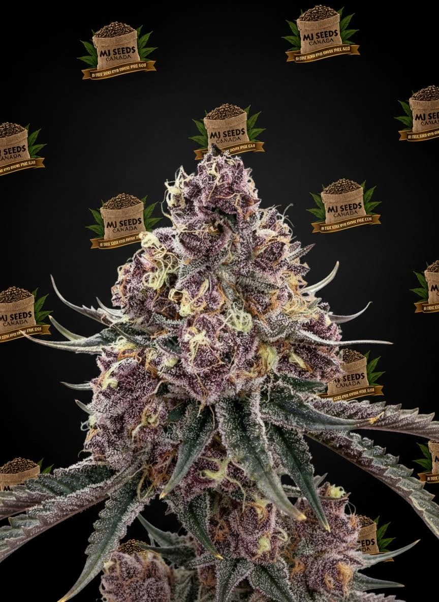 Tropicana Cherry Feminized Marijuana Seeds
