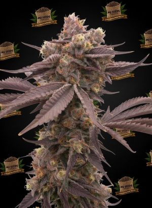 Zoap Feminized Marijuana Seeds
