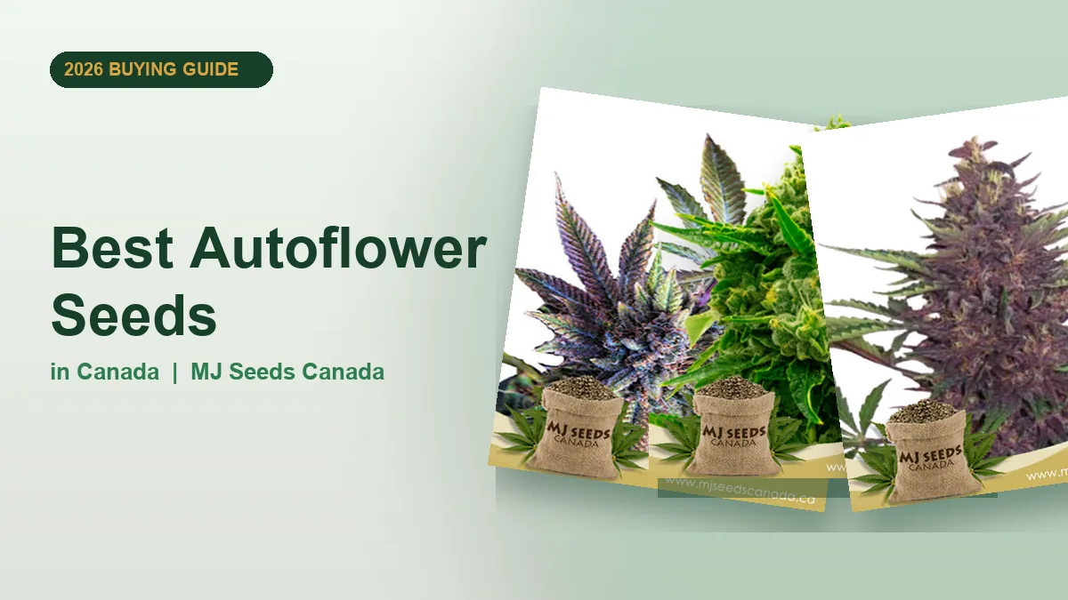 Best Autoflower Seeds in Canada 2026 | MJ Seeds Canada