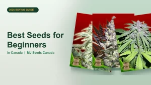 Best Seeds for Beginners in Canada 2026 | MJ Seeds Canada
