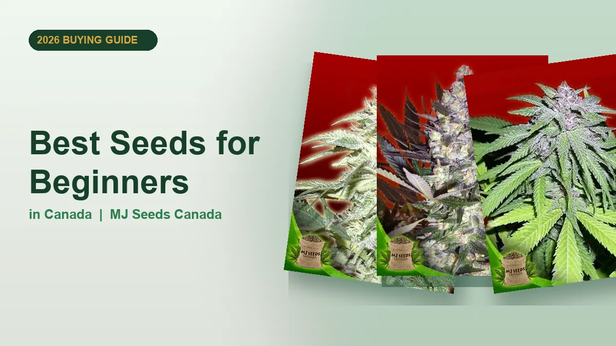 Best Seeds for Beginners in Canada 2026 | MJ Seeds Canada