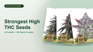 Strongest High THC Seeds in Canada 2026 | MJ Seeds Canada