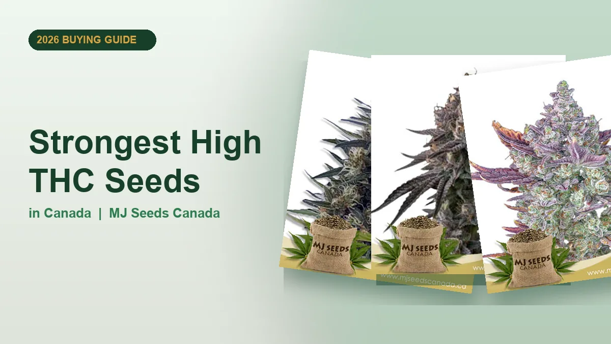 Strongest High THC Seeds in Canada 2026 | MJ Seeds Canada