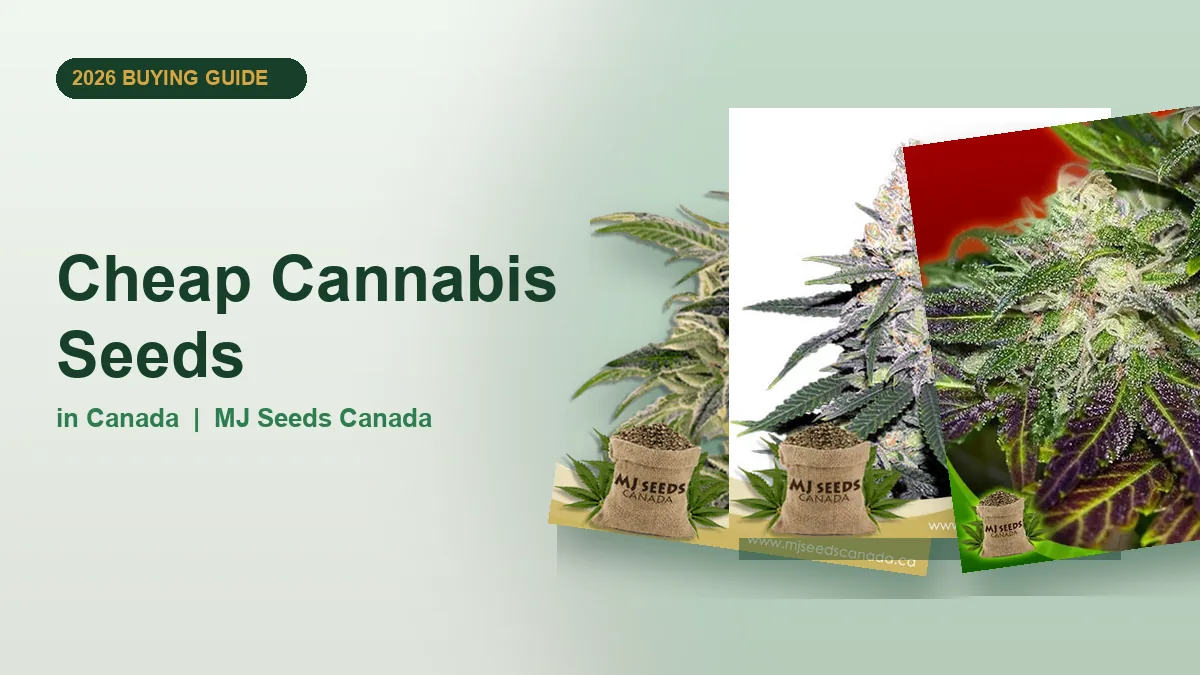 Cheap Cannabis Seeds in Canada 2026 | MJ Seeds Canada