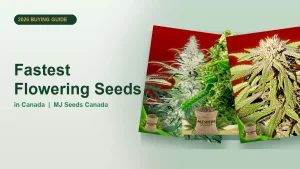 Fastest Flowering Seeds in Canada 2026 | MJ Seeds Canada