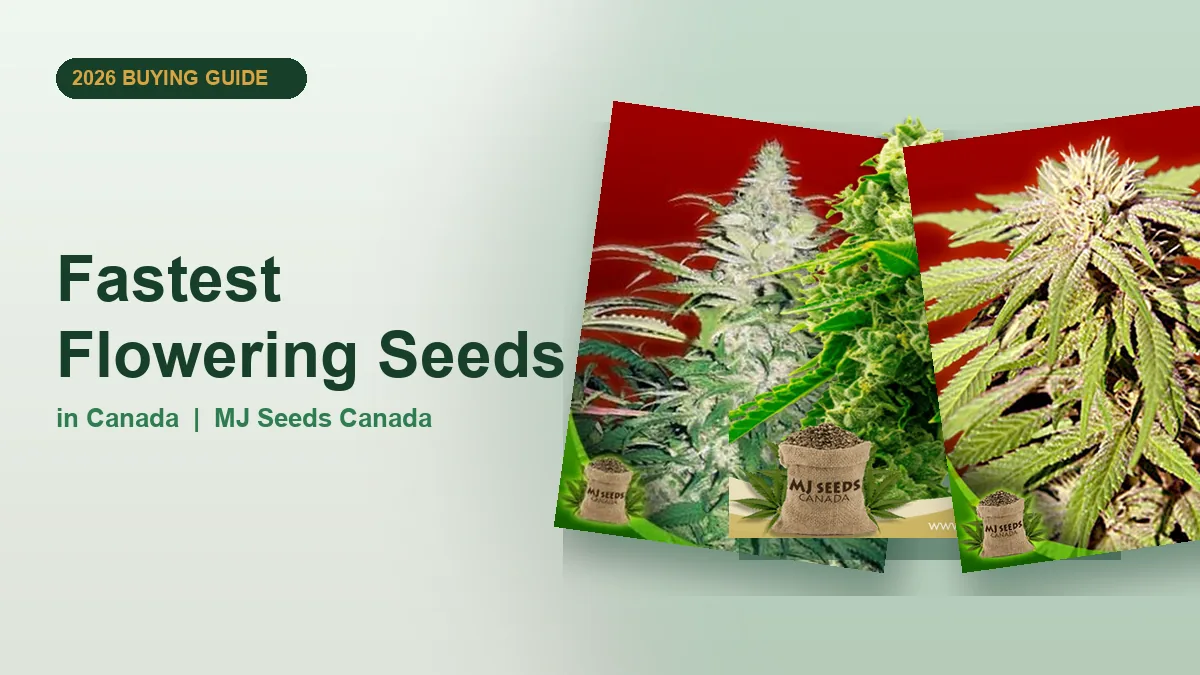 Fastest Flowering Seeds in Canada 2026 | MJ Seeds Canada