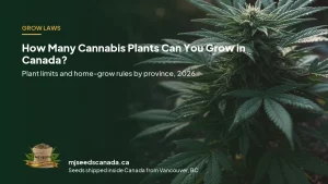 Healthy cannabis plant in flower, illustrating the four-plant home grow limit in Canada