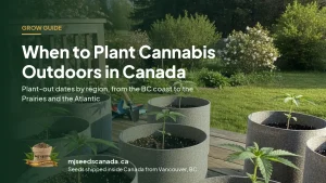 Young cannabis seedlings in fabric pots on a sunny backyard deck in late spring, ready to plant outdoors