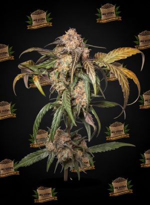 Afternoon Delight Feminized Marijuana Seeds