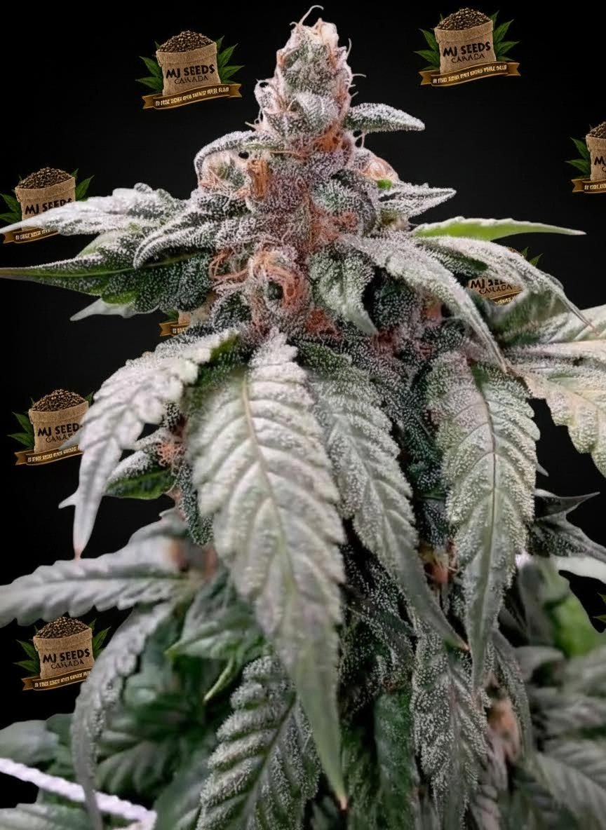 Alien Cookies Feminized Marijuana Seeds