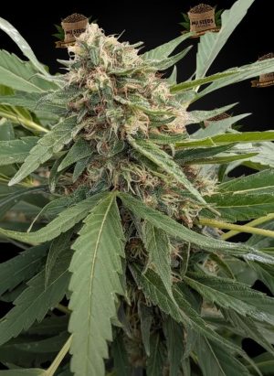 Banana Cream Feminized Marijuana Seeds