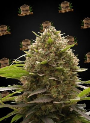 Banana OG Feminized Marijuana Seeds