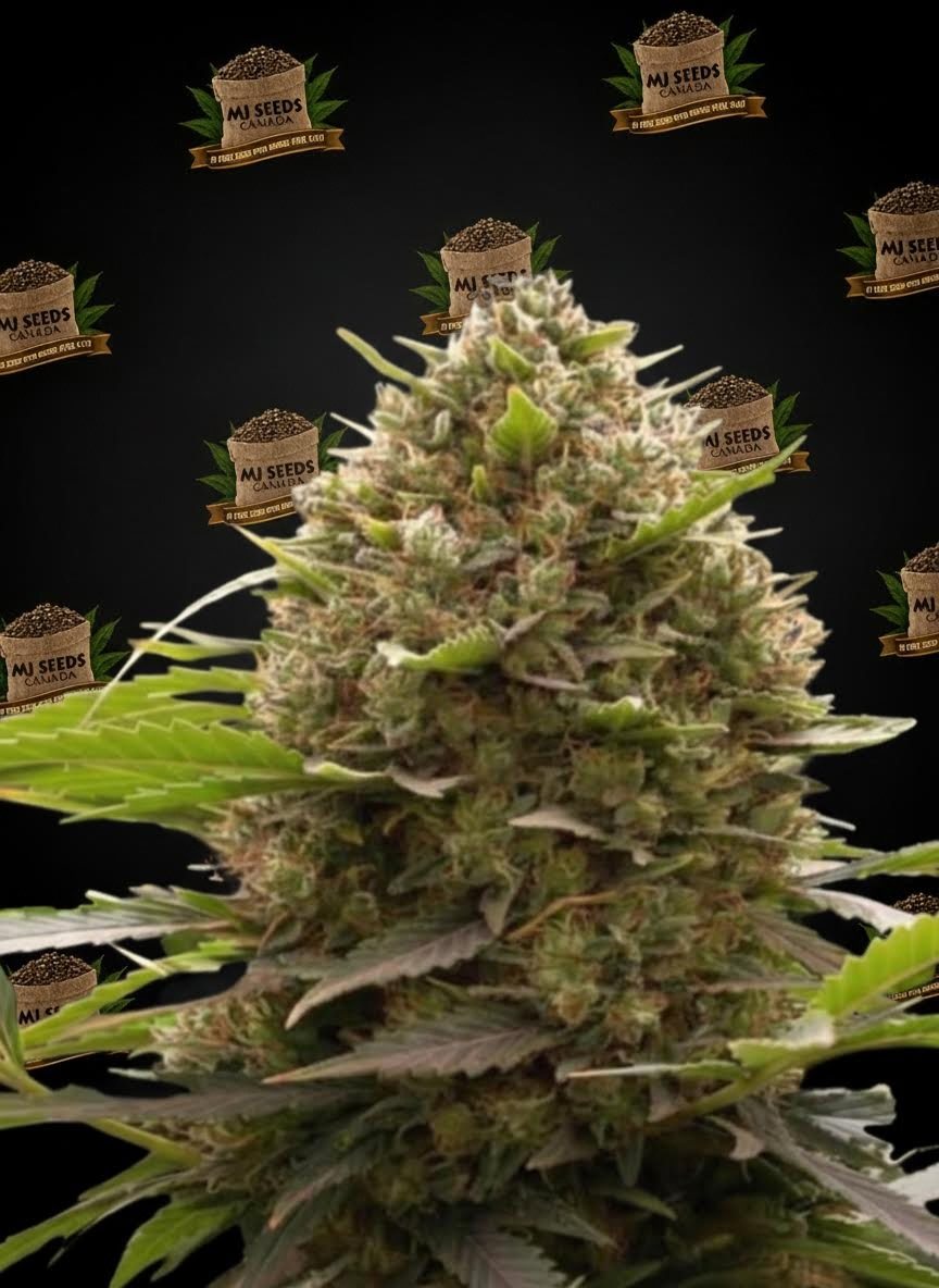 Banana OG Feminized Marijuana Seeds