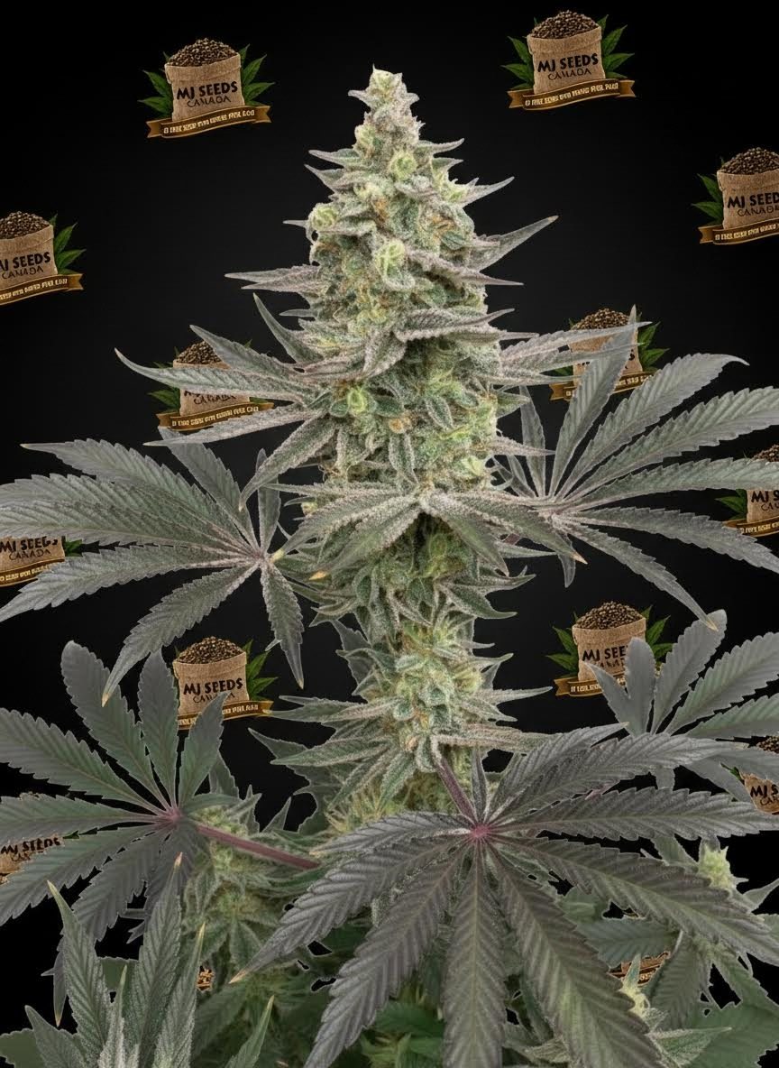 Banana Runtz Feminized Marijuana Seeds