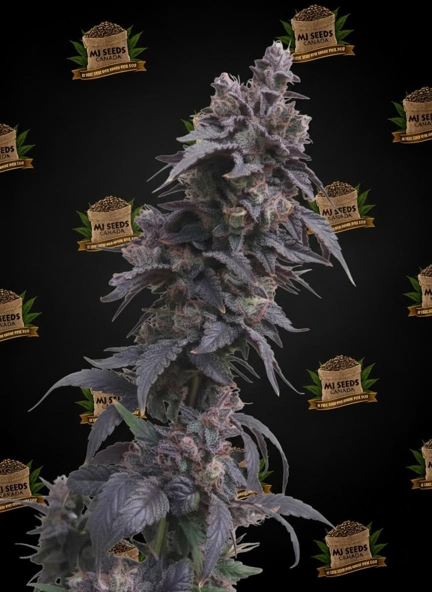 Black Amber Feminized Marijuana Seeds