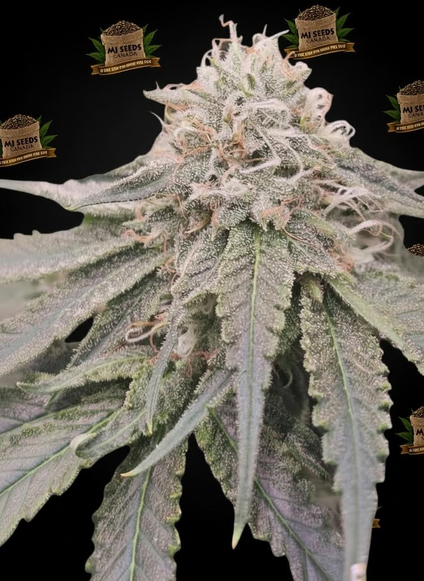 Blue Gelato Feminized Marijuana Seeds