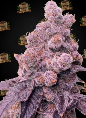 Blue Runtz Feminized Marijuana Seeds