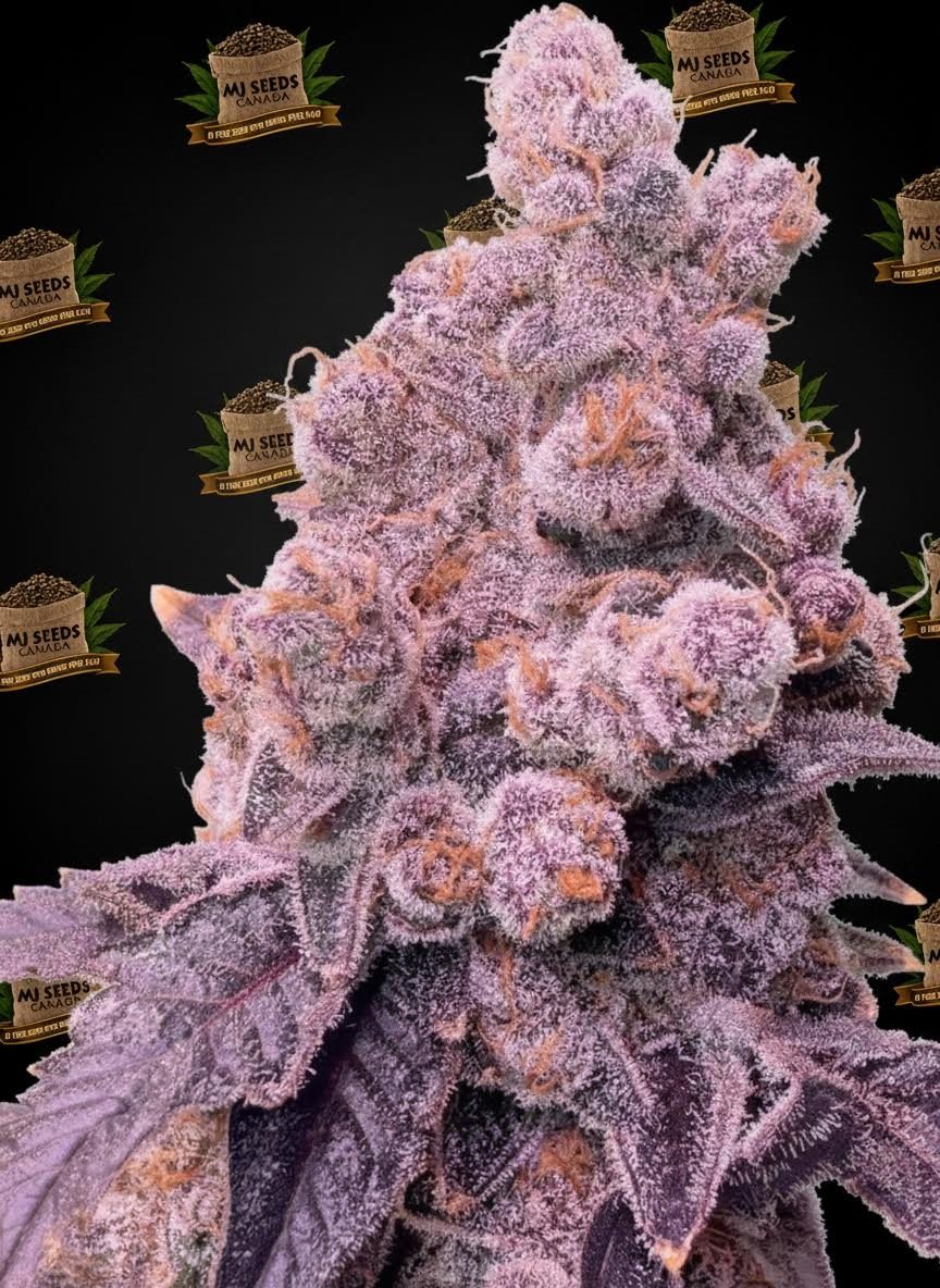 Blue Runtz Feminized Marijuana Seeds