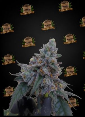 Brownie Scout Feminized Marijuana Seeds