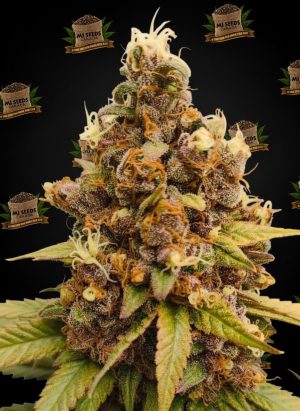 Bubble Bath Feminized Marijuana Seeds