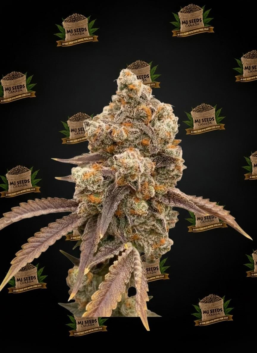 Bubblegum Gelato Feminized Marijuana Seeds