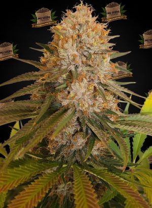 Candy Fumez Feminized Marijuana Seeds