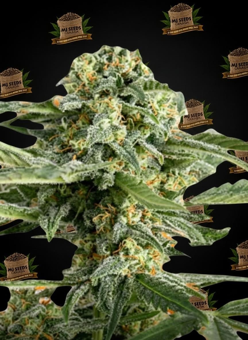 Candy Rain Feminized Marijuana Seeds