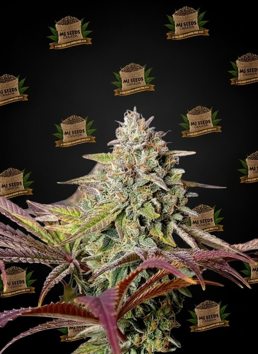 Cherry Bomb Feminized Marijuana Seeds