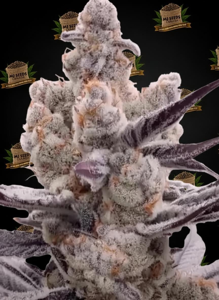 Cherry Cookies Feminized Marijuana Seeds
