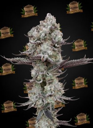 Cherry Runtz Feminized Marijuana Seeds