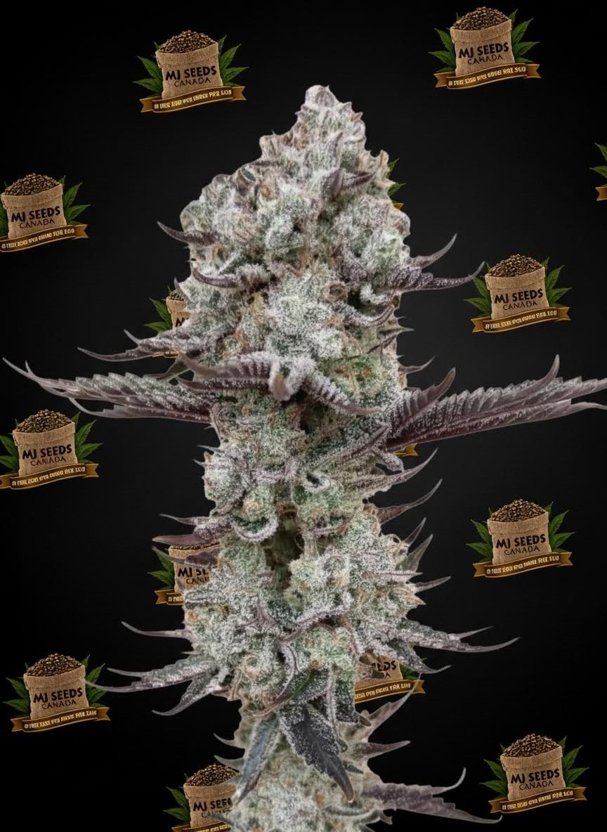 Cherry Runtz Feminized Marijuana Seeds